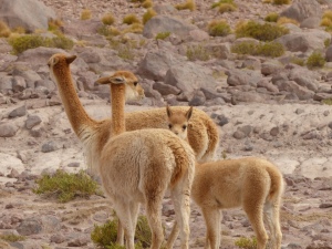 Freilebende Alpacas, die sich mit ihrer Fellfarbe perfekt in ihre Umgebung anpassen..