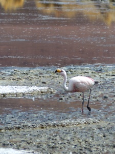 und einer der vielen Flamingos.